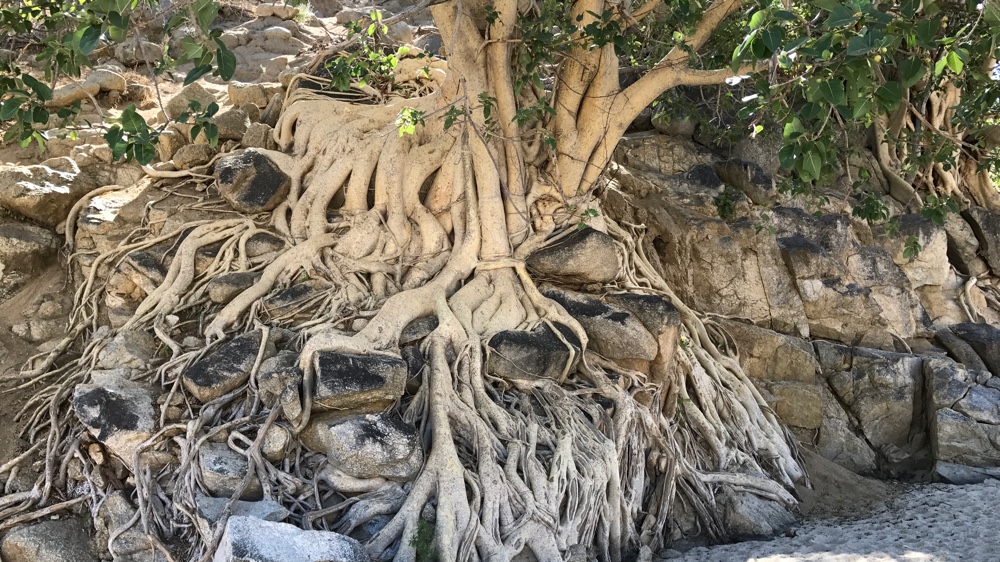 Zalate tree roots