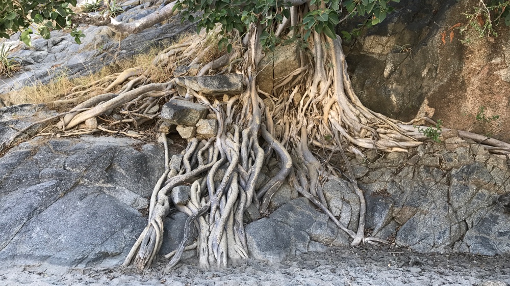 Zalate tree roots